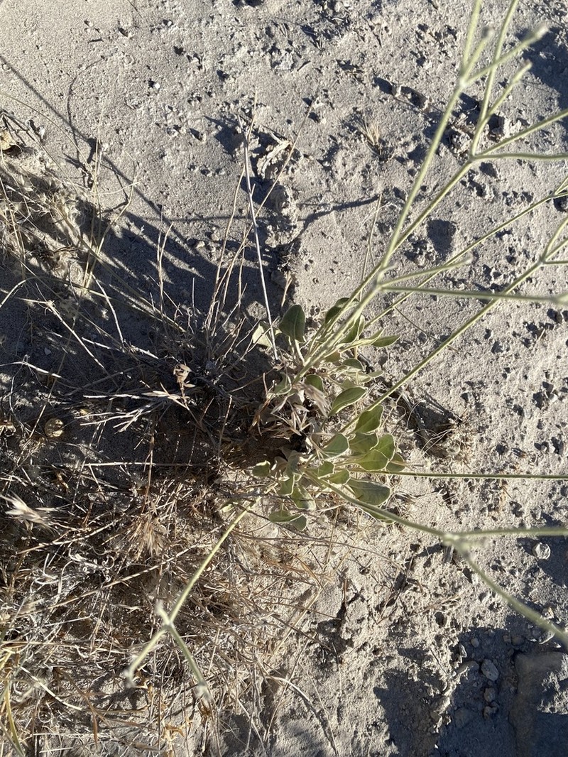 Son's Buckwheat photo 3
