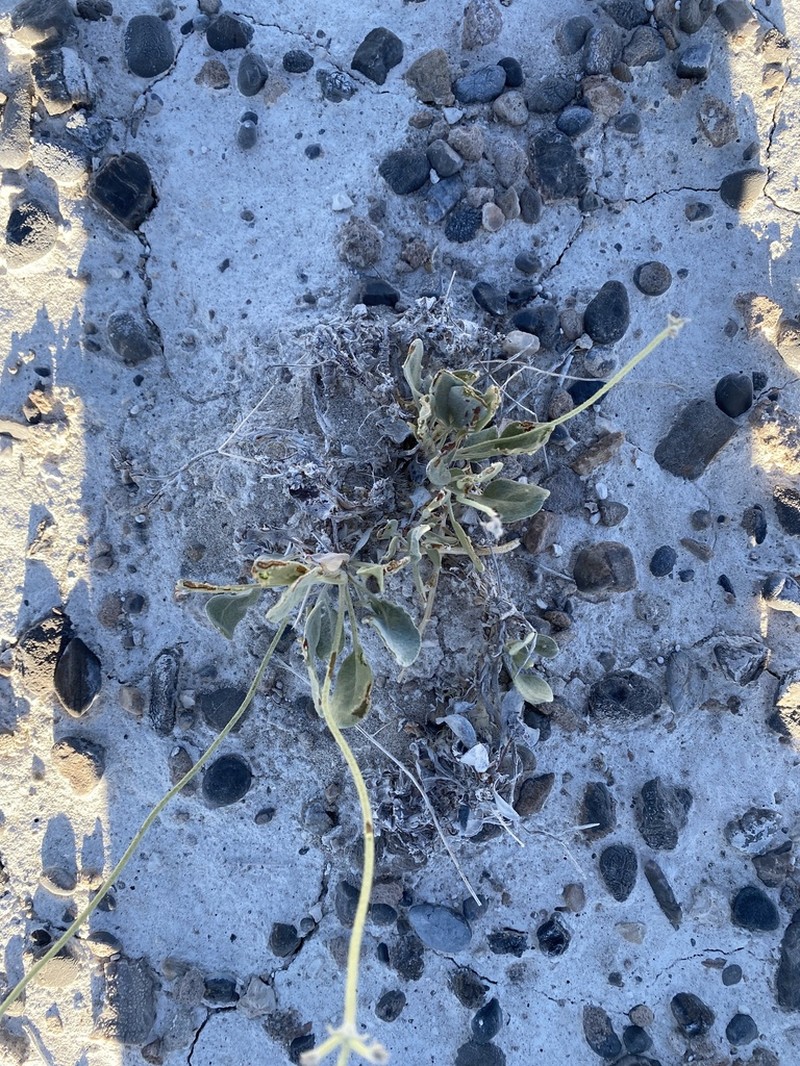 Son's Buckwheat photo 4