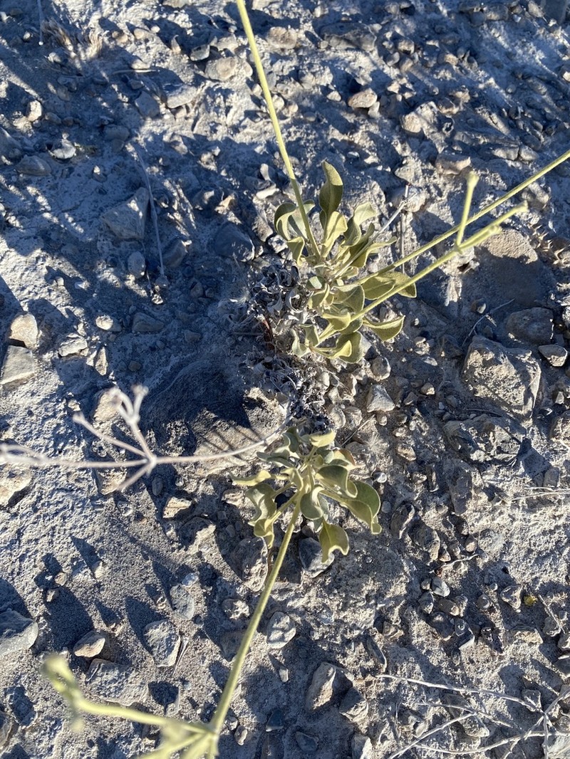 Son's Buckwheat photo 5