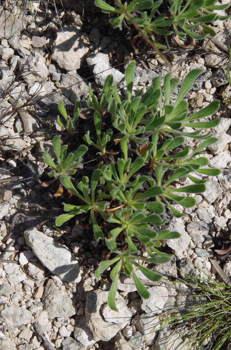 Irion County Buckwheat