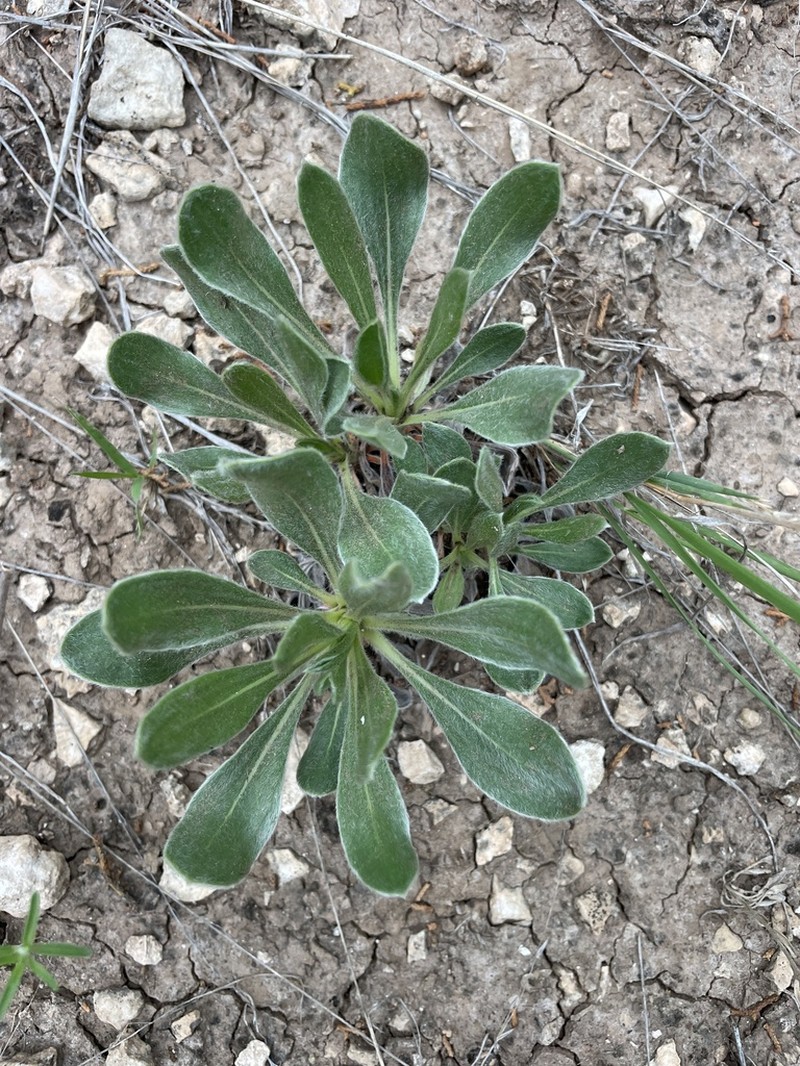 Irion County Buckwheat photo 2