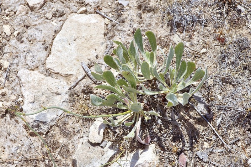Irion County Buckwheat photo 3
