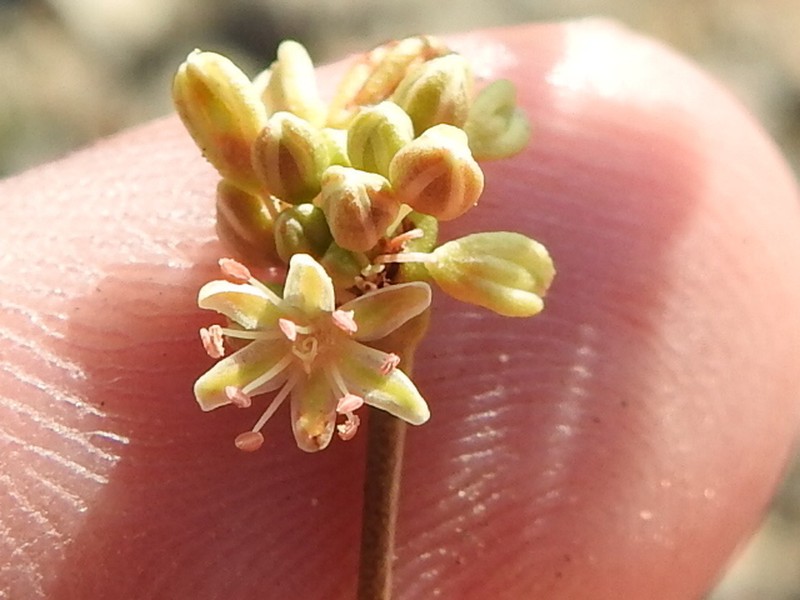 Irion County Buckwheat photo 4