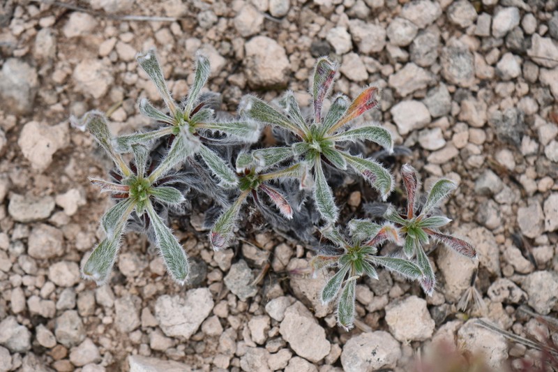 Irion County Buckwheat photo 5