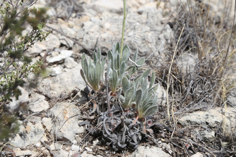 Irion County Buckwheat photo 6