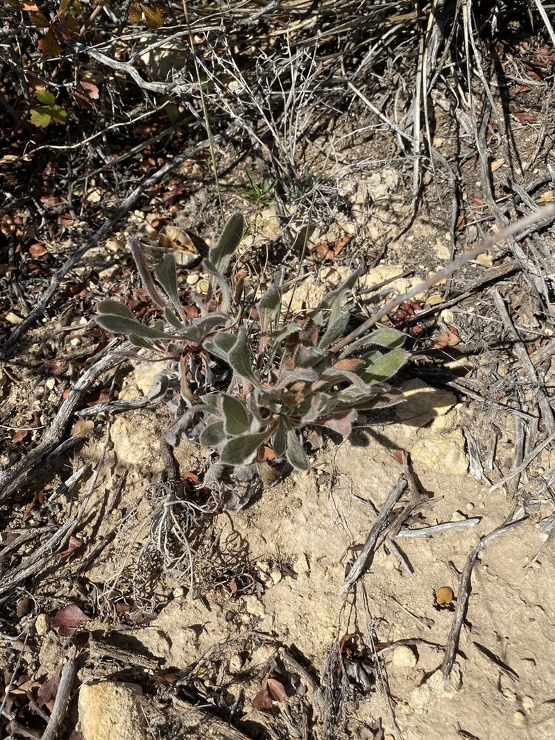 Irion County Buckwheat photo 7