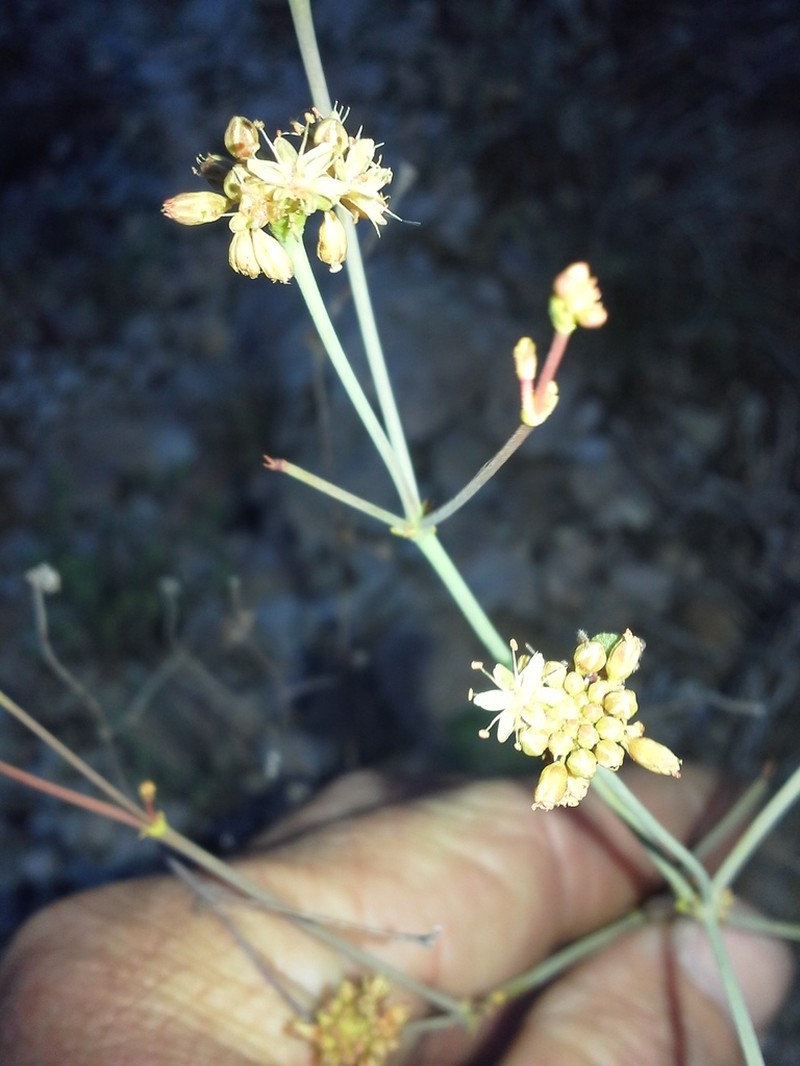 Irion County Buckwheat photo 8