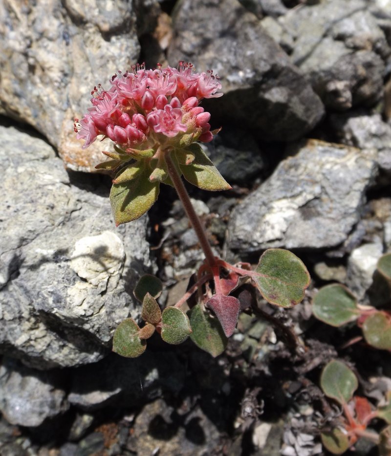 Snow Mountain Buckwheat