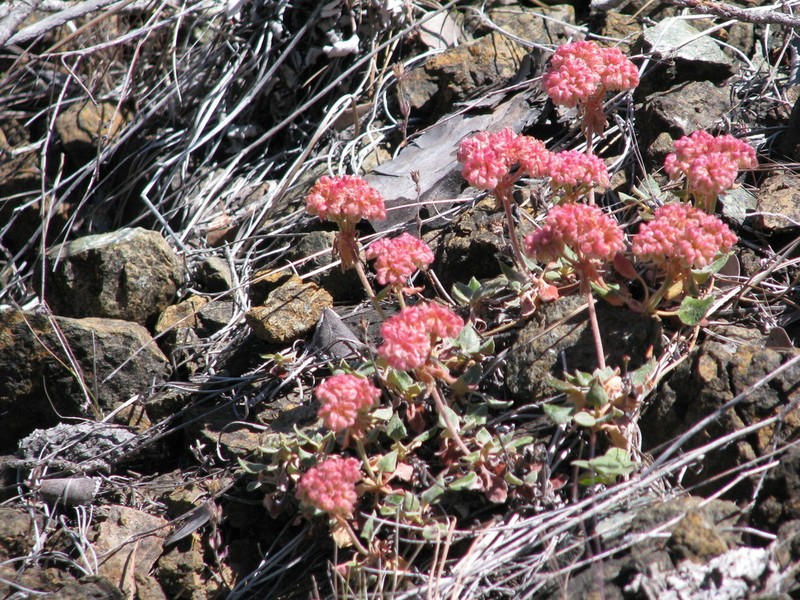 Snow Mountain Buckwheat