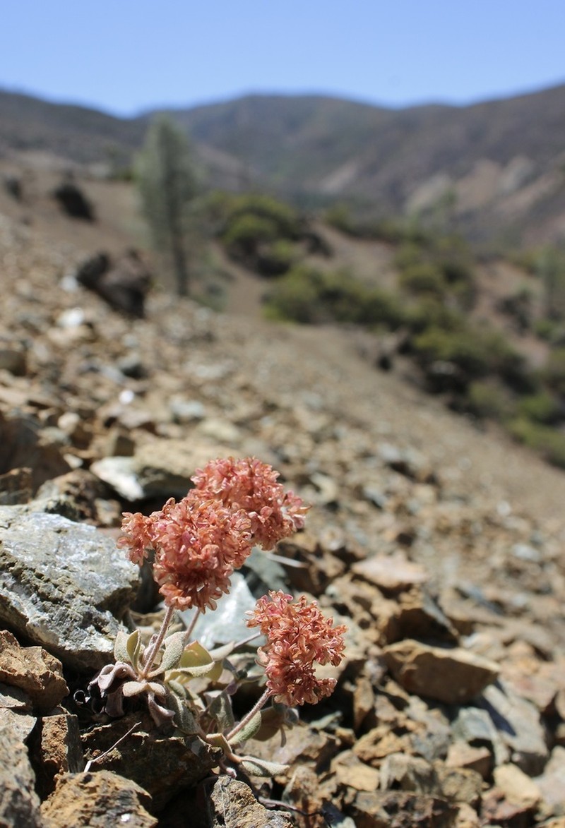 Snow Mountain Buckwheat photo 2