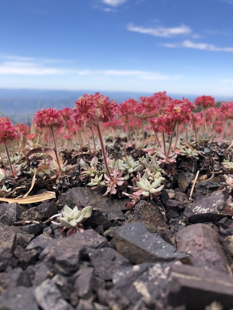 Snow Mountain Buckwheat photo 3