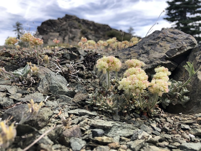 Snow Mountain Buckwheat photo 4