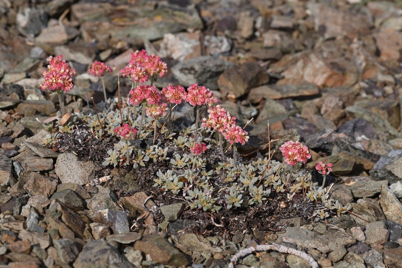 Snow Mountain Buckwheat photo 5