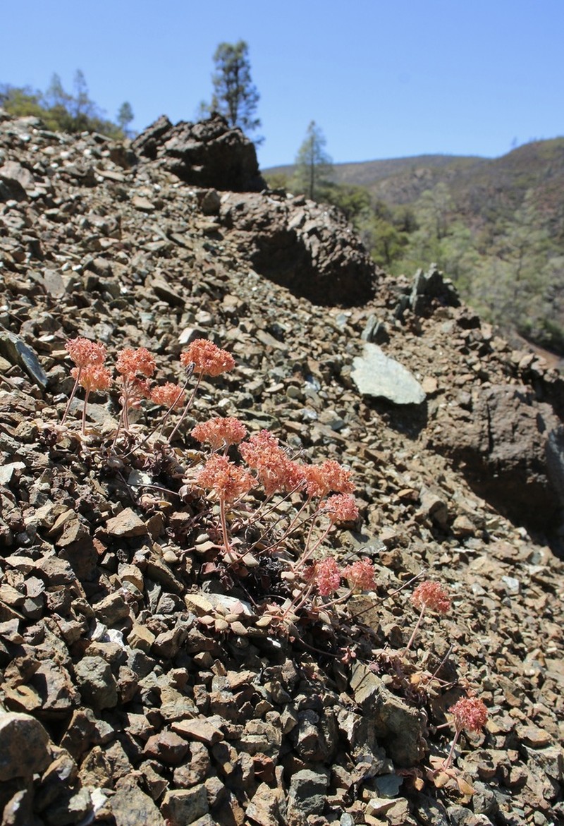 Snow Mountain Buckwheat photo 6
