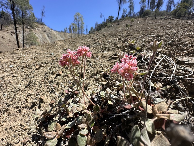 Snow Mountain Buckwheat photo 7
