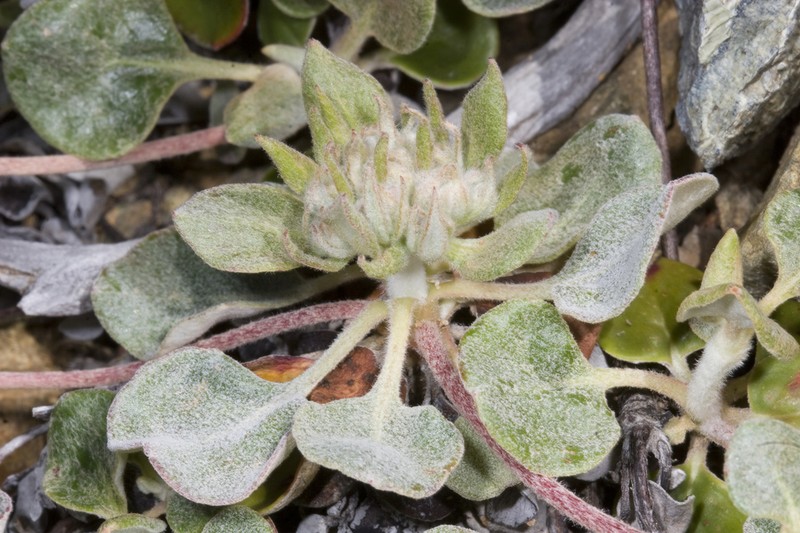 Snow Mountain Buckwheat photo 8
