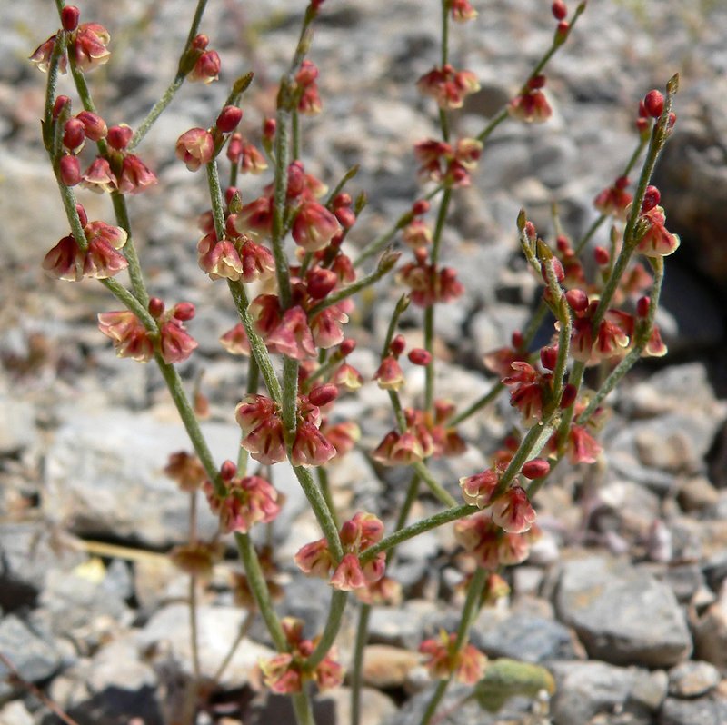 Birdnest Buckwheat