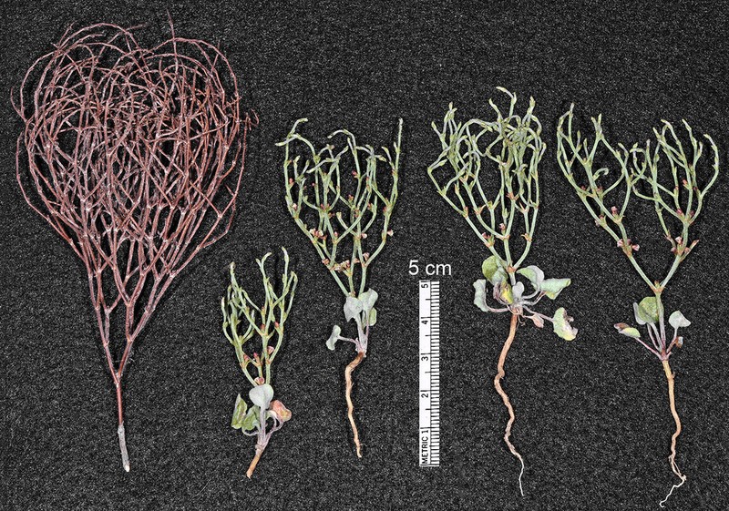Birdnest Buckwheat
