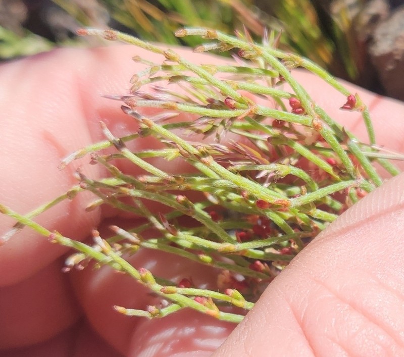 Birdnest Buckwheat photo 3