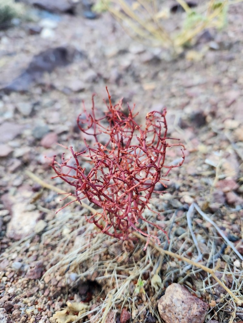 Birdnest Buckwheat photo 5