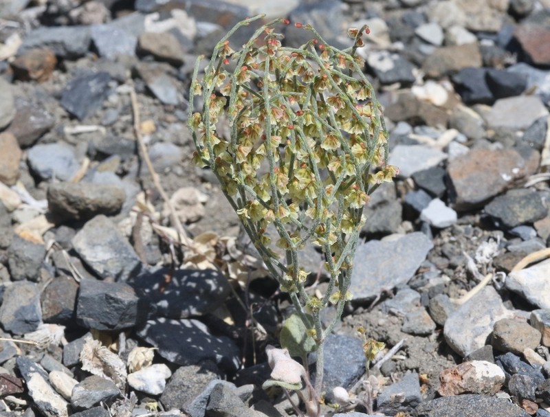 Birdnest Buckwheat photo 6