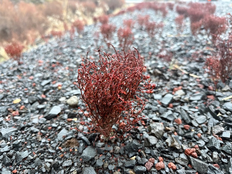 Birdnest Buckwheat photo 8