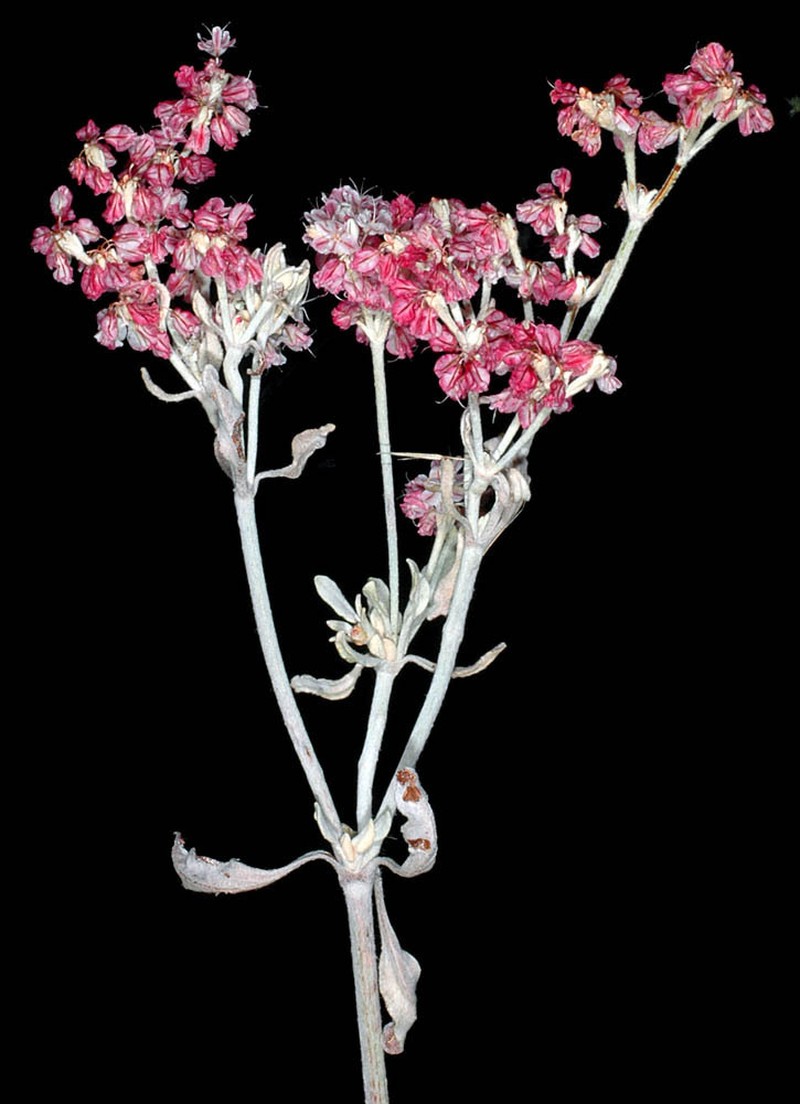 Snow Buckwheat