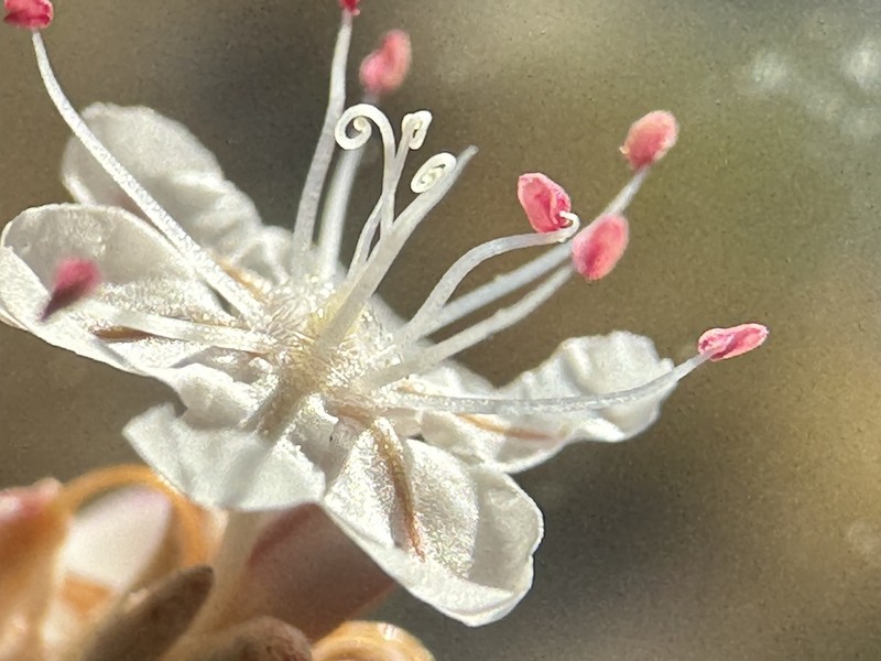 Snow Buckwheat photo 2