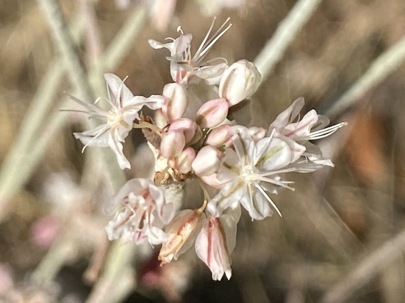 Snow Buckwheat photo 3