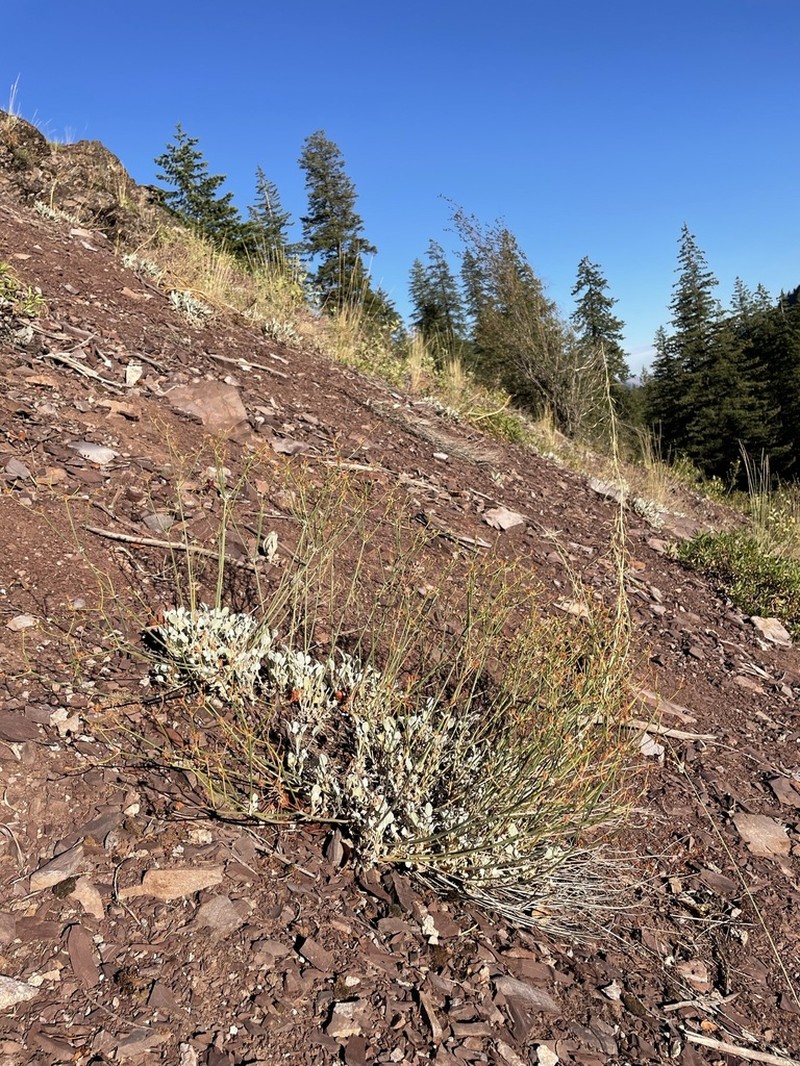 Snow Buckwheat photo 4