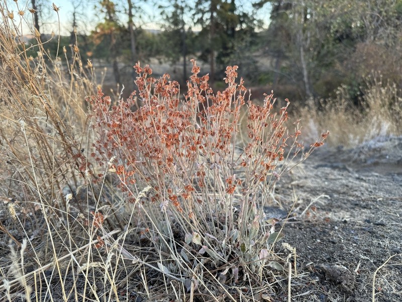 Snow Buckwheat photo 5