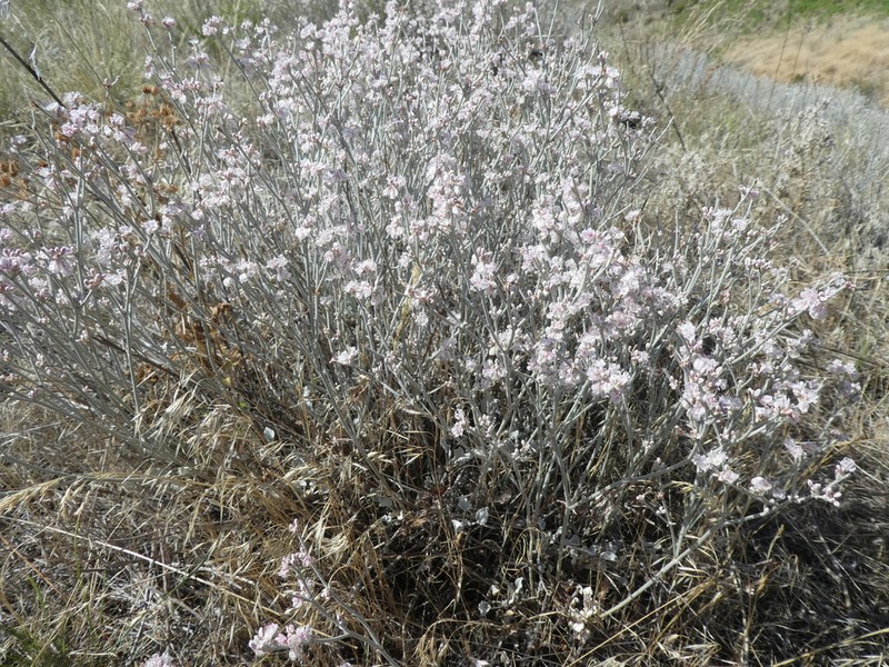 Snow Buckwheat photo 6