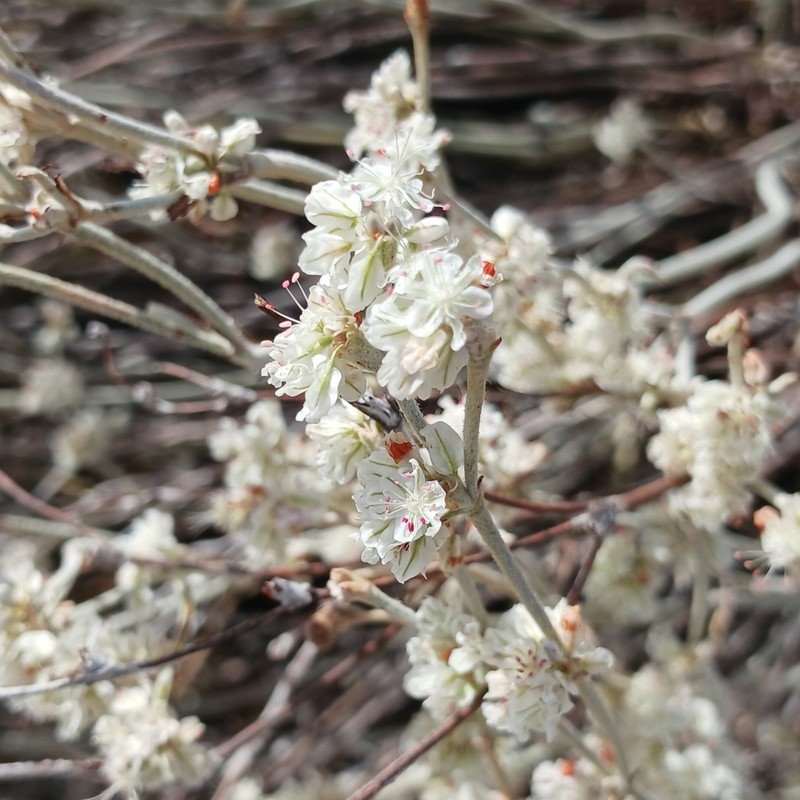 Snow Buckwheat photo 7