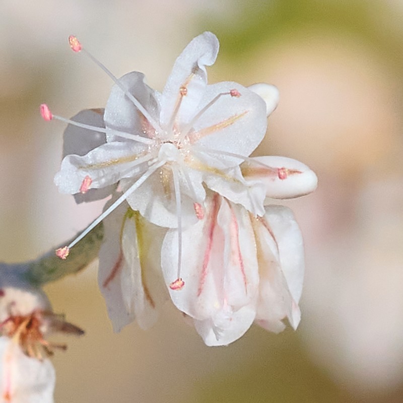 Snow Buckwheat photo 8