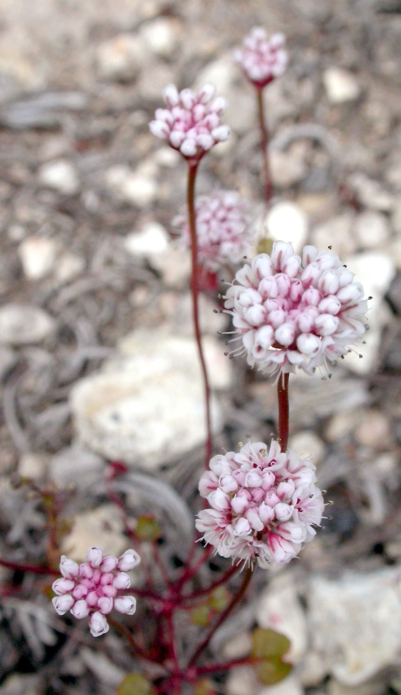 Pinnacles Buckwheat