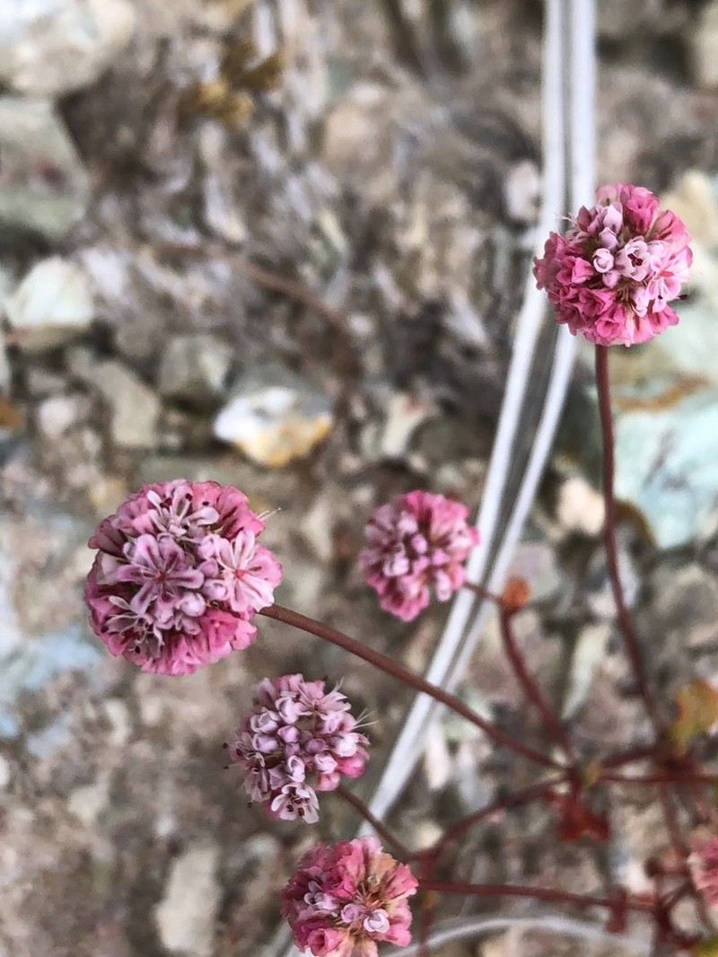 Pinnacles Buckwheat