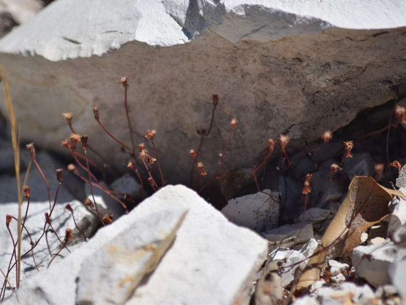 Pinnacles Buckwheat photo 2