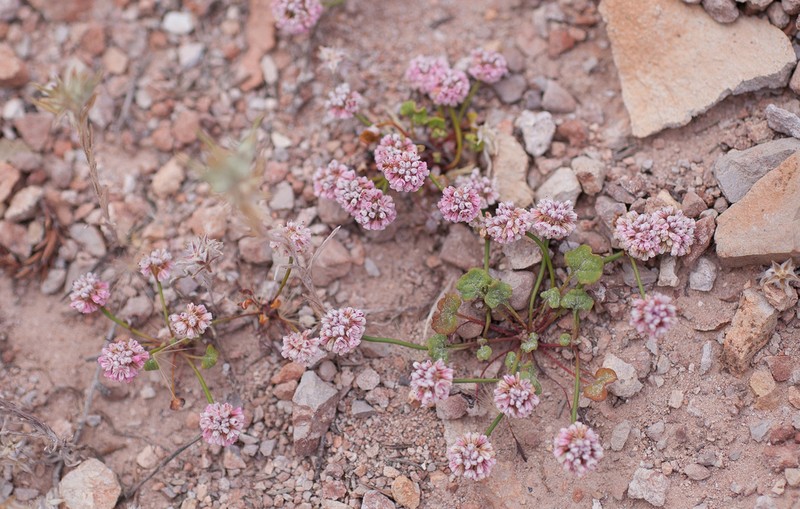 Pinnacles Buckwheat photo 3