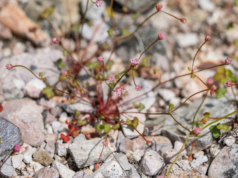 Pinnacles Buckwheat photo 4