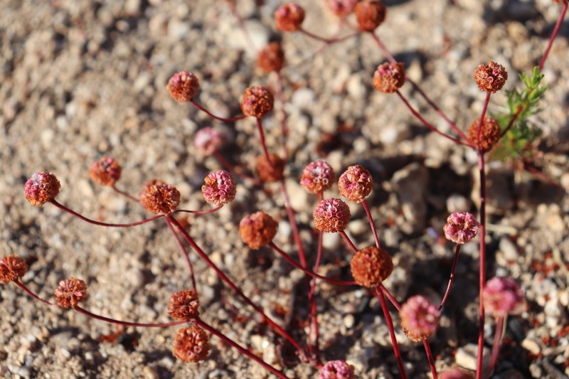 Pinnacles Buckwheat photo 5