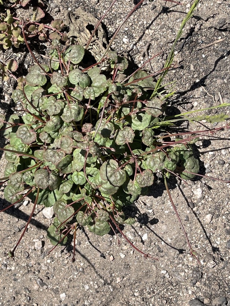 Pinnacles Buckwheat photo 6