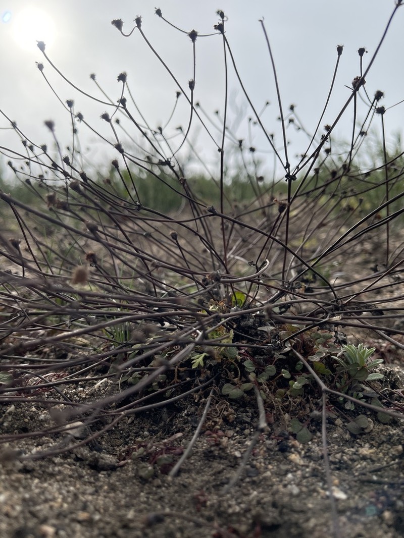 Pinnacles Buckwheat photo 7