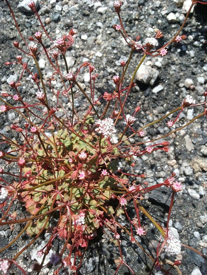 Pinnacles Buckwheat photo 8