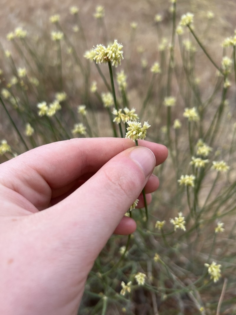 False Naked Buckwheat