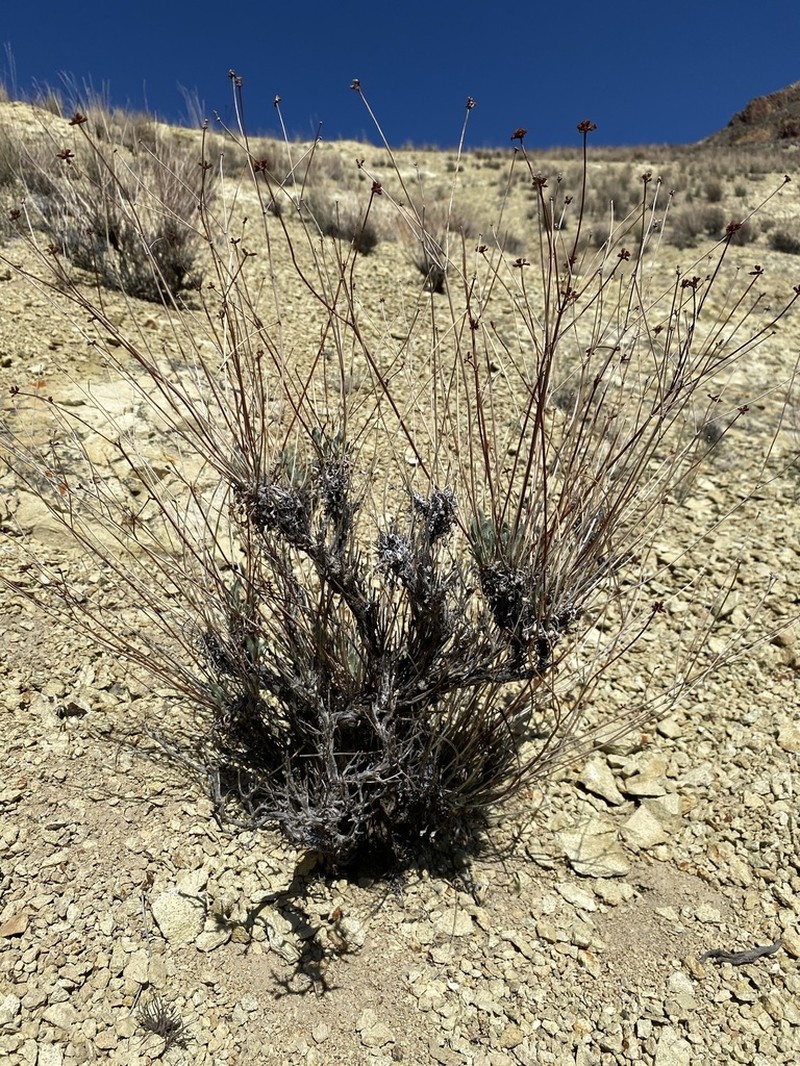 False Naked Buckwheat photo 5