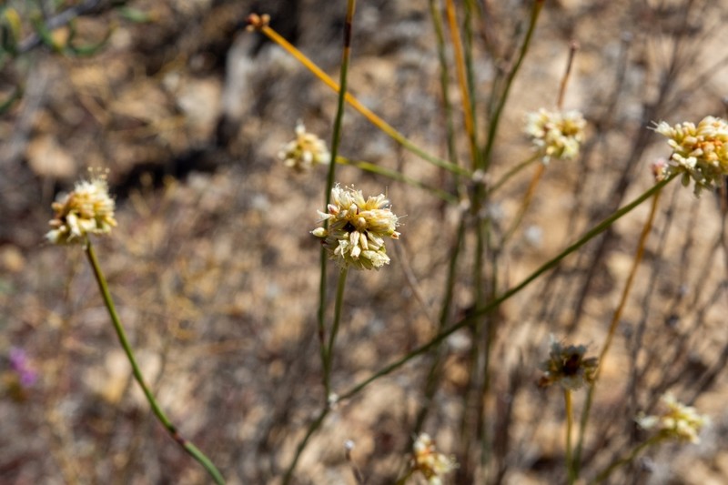 False Naked Buckwheat photo 8