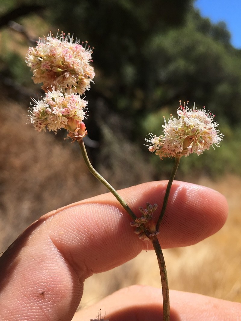 Naked Buckwheat photo 2