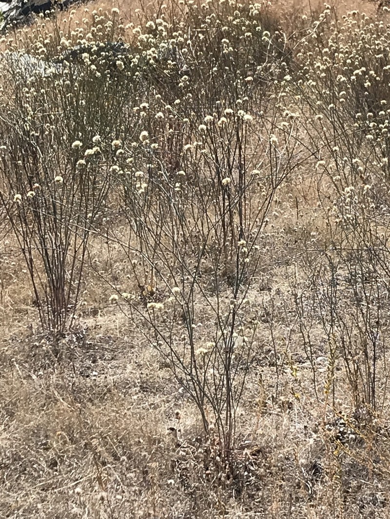 Naked Buckwheat photo 4