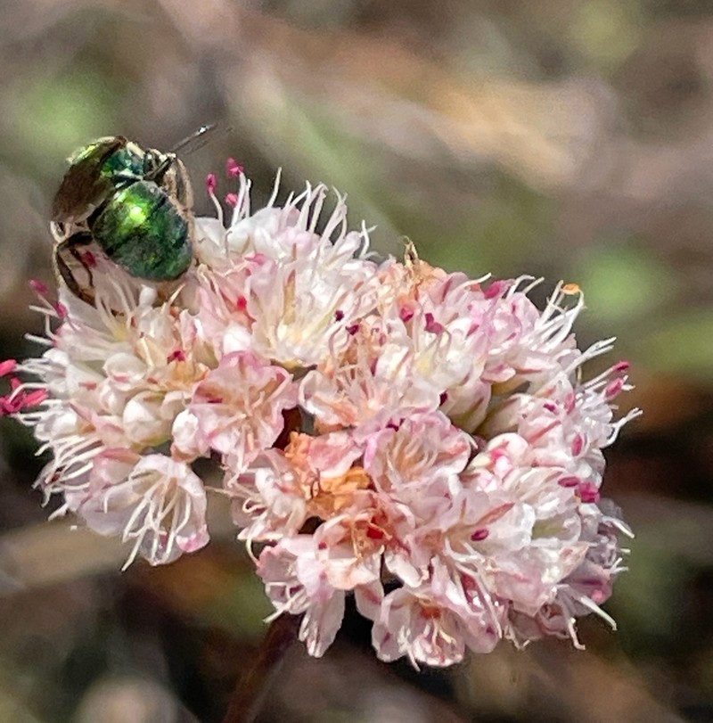 Naked Buckwheat photo 6