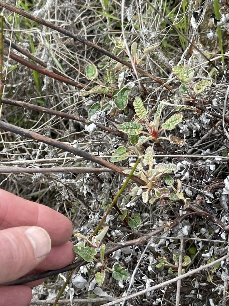 Naked Buckwheat photo 7